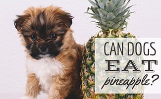 how much pineapple can i give my dog