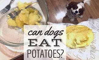 Dog in kitchen cooking potatoes (Caption: Can Dogs Eat Potatoes?)