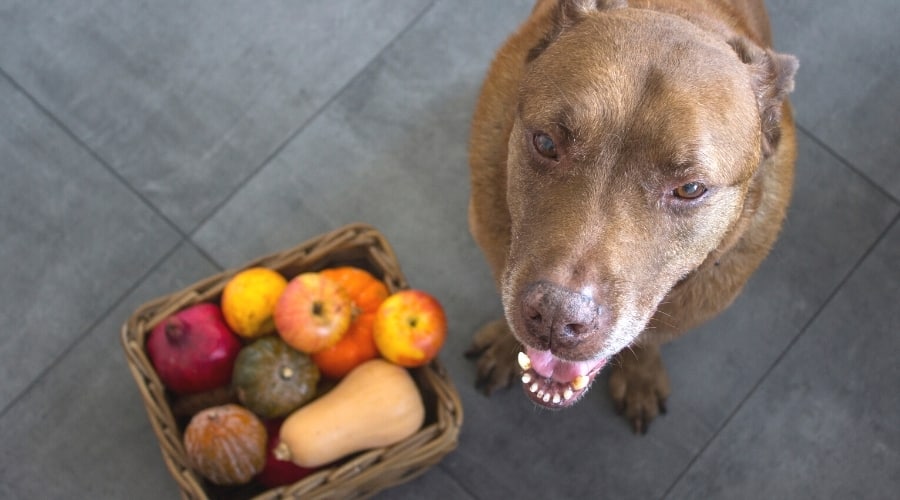 Dog With Squash