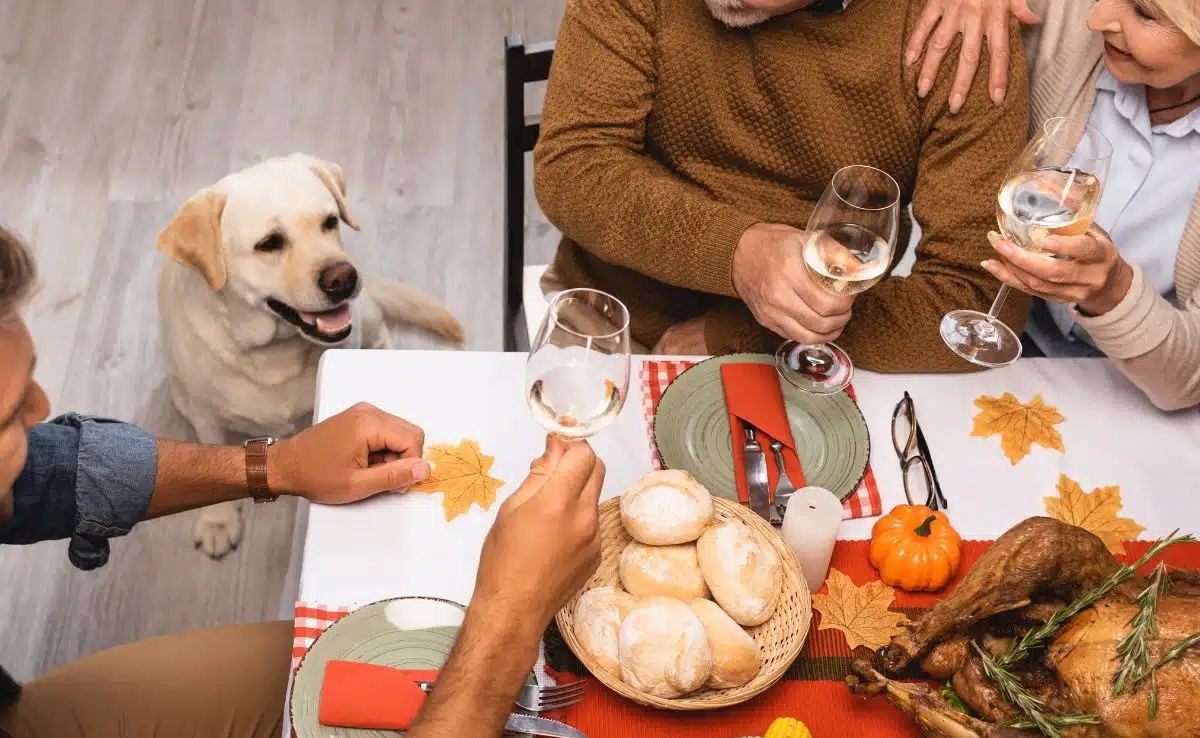 can dogs eat thanksgiving turkey