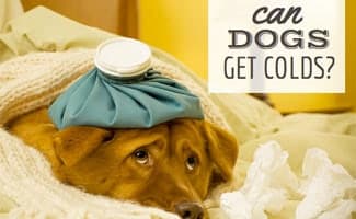 cure for dog cold