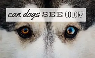 Can Dogs See Color? – American Kennel Club