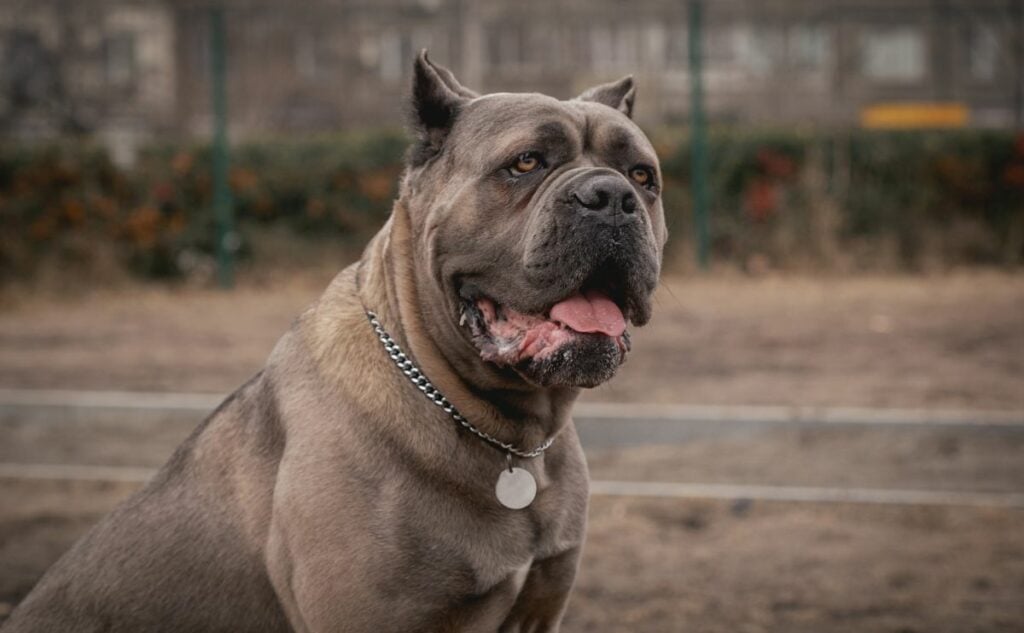 Cane Corso outside.