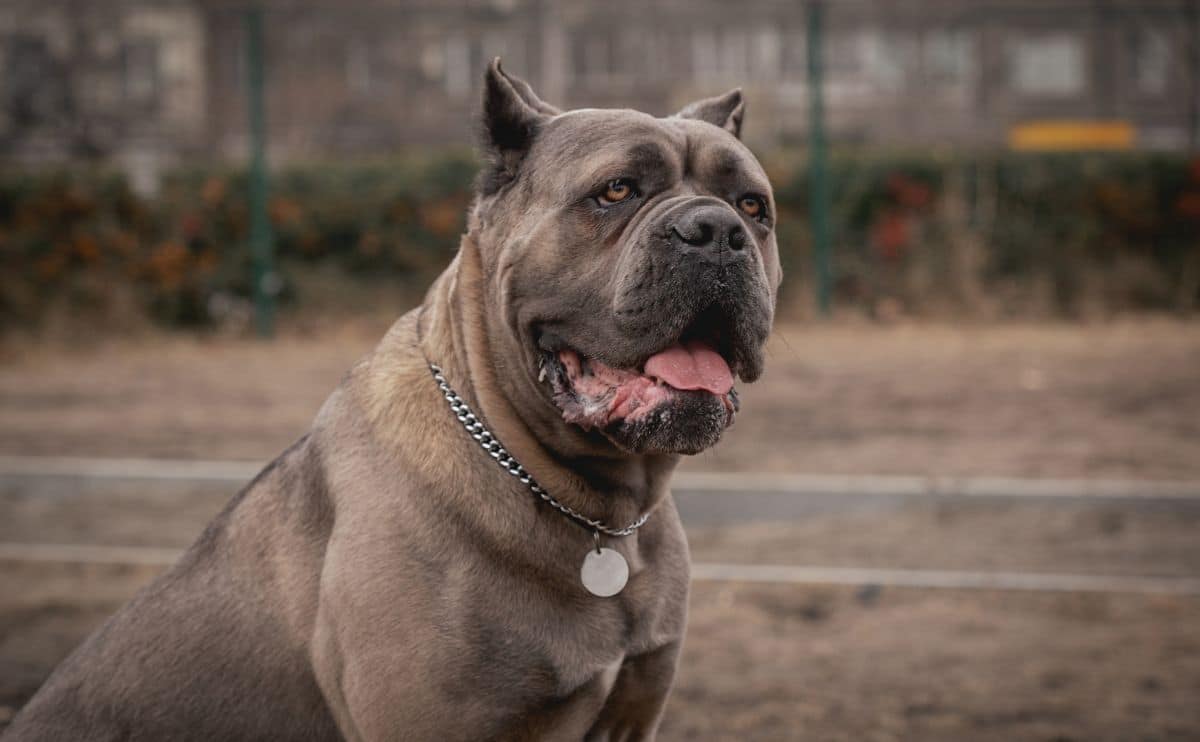 Cane Corso outside.