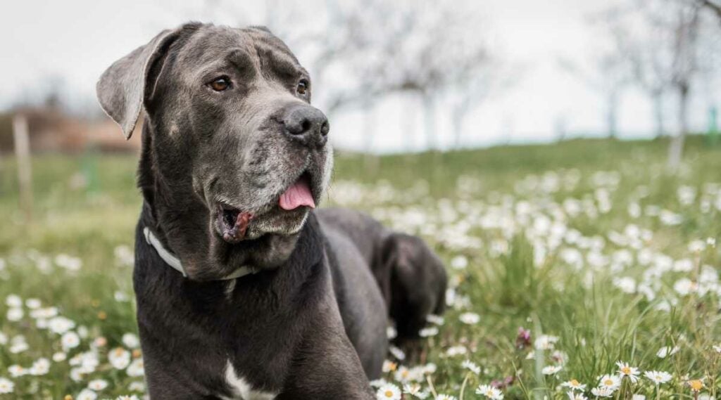 Cane Corso Lifespan How Long Do Cane Corsos Live? Canine Journal