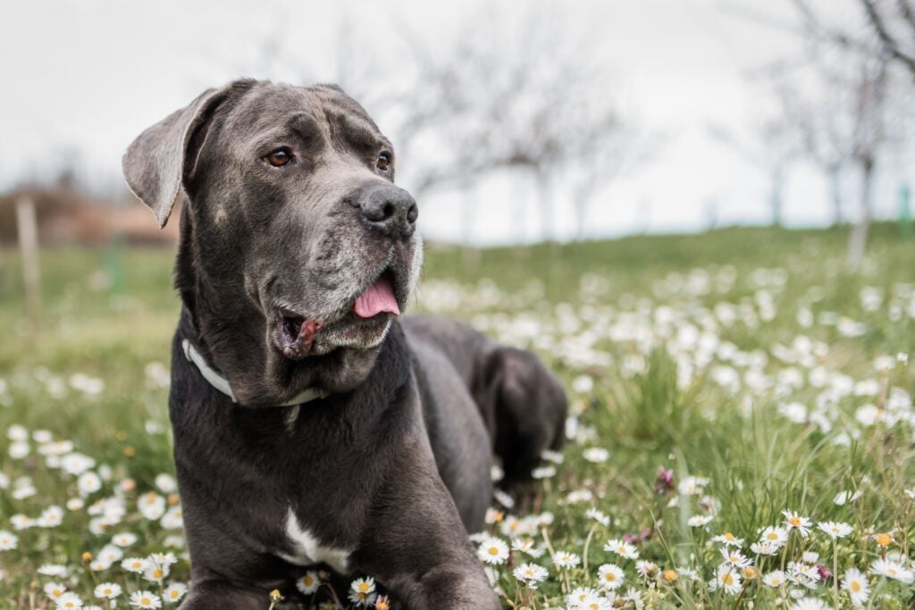 Cane Corso as known as little mastiff or Italian mastiff posing for a photography on the meadow with daisies and other field flowers.