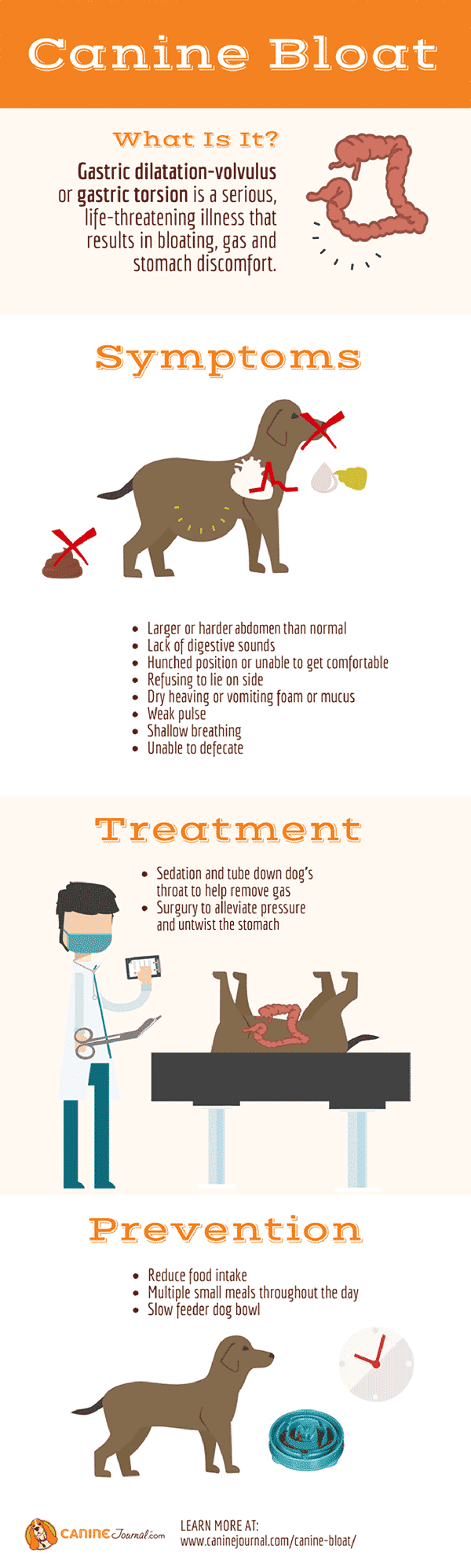 Canine Bloat Infographic