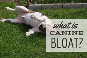 What Is Canine Bloat Symptoms Causes Treatment Caninejournal Com