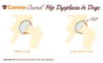Canine Hip Dysplasia: Signs, Symptoms, Prevention, Treatment, End Stage ...