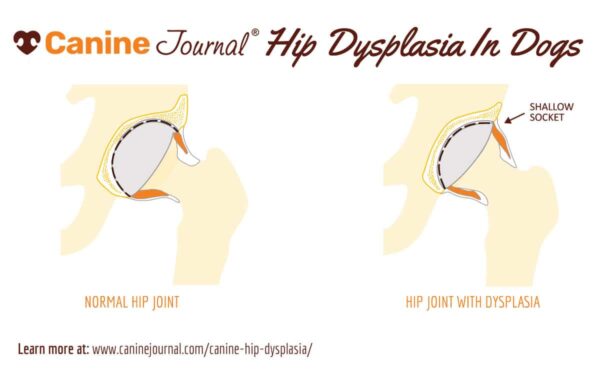 Canine Hip Dysplasia: Signs, Symptoms, Prevention, Treatment, End Stage ...