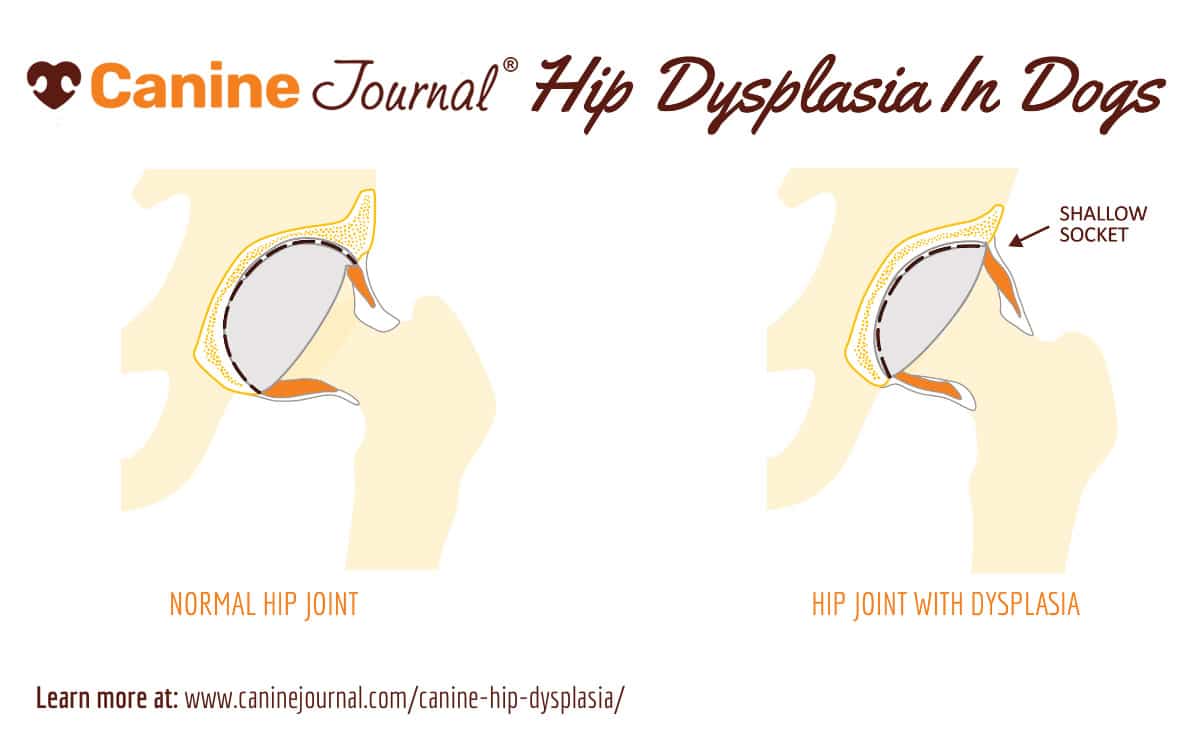Canine hip dyspepsia graphic.
