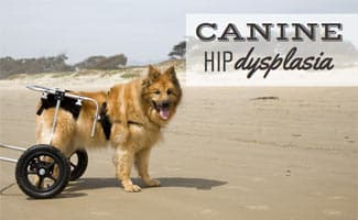 Dog in wheelchair on beach (Caption: Canine Hip Dysplasia)