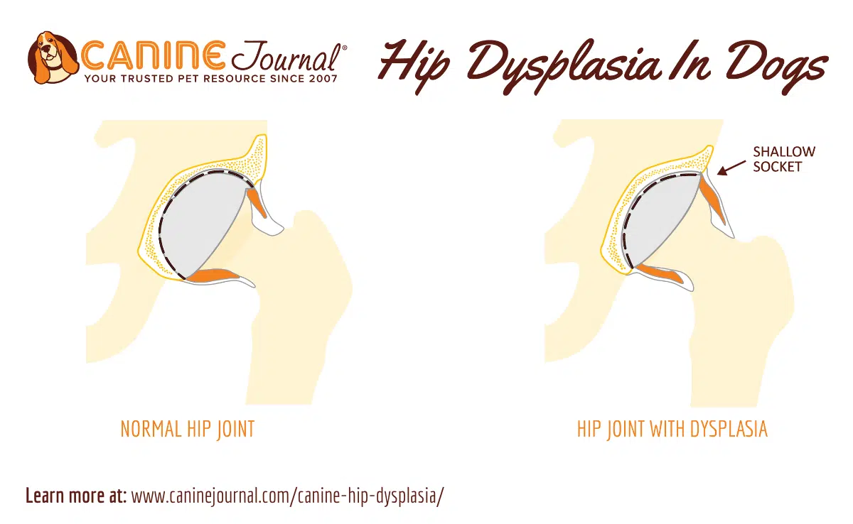 Canine Hip Dysplasia graphic with and without condition side by side