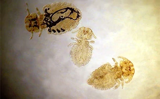 three canine lice close up 