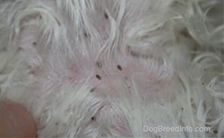 what does dog lice look like