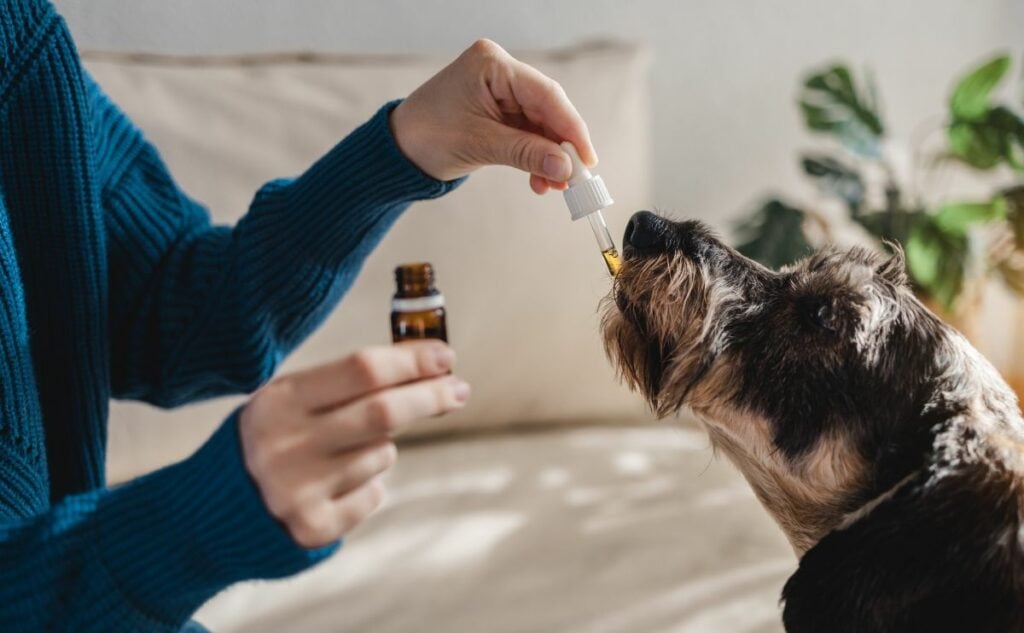 Canine licking cannabis dropper for anxiety treatment.