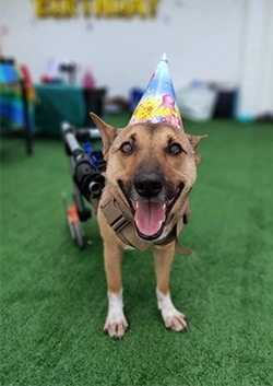 Cash dog on backleg canine wheelchair with party hat