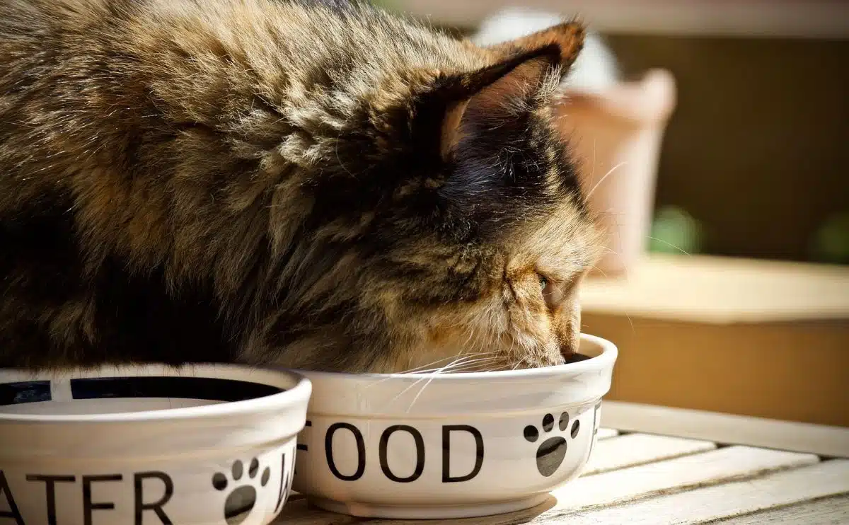cat eating out of bowl