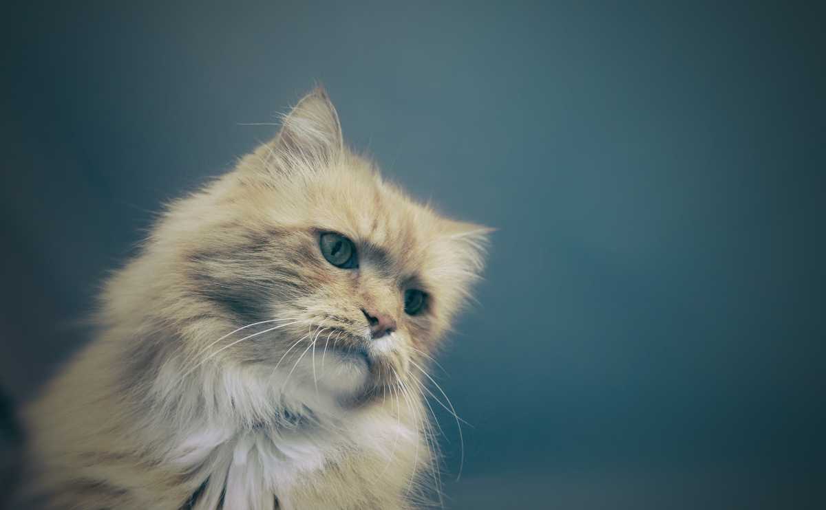 cat looking sad staring at the floor on a blue background