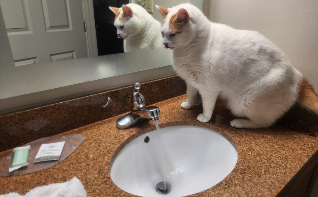 Cat on hotel bathroom counter.