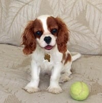 Cavalier rescue puppy with tennis ball on couch