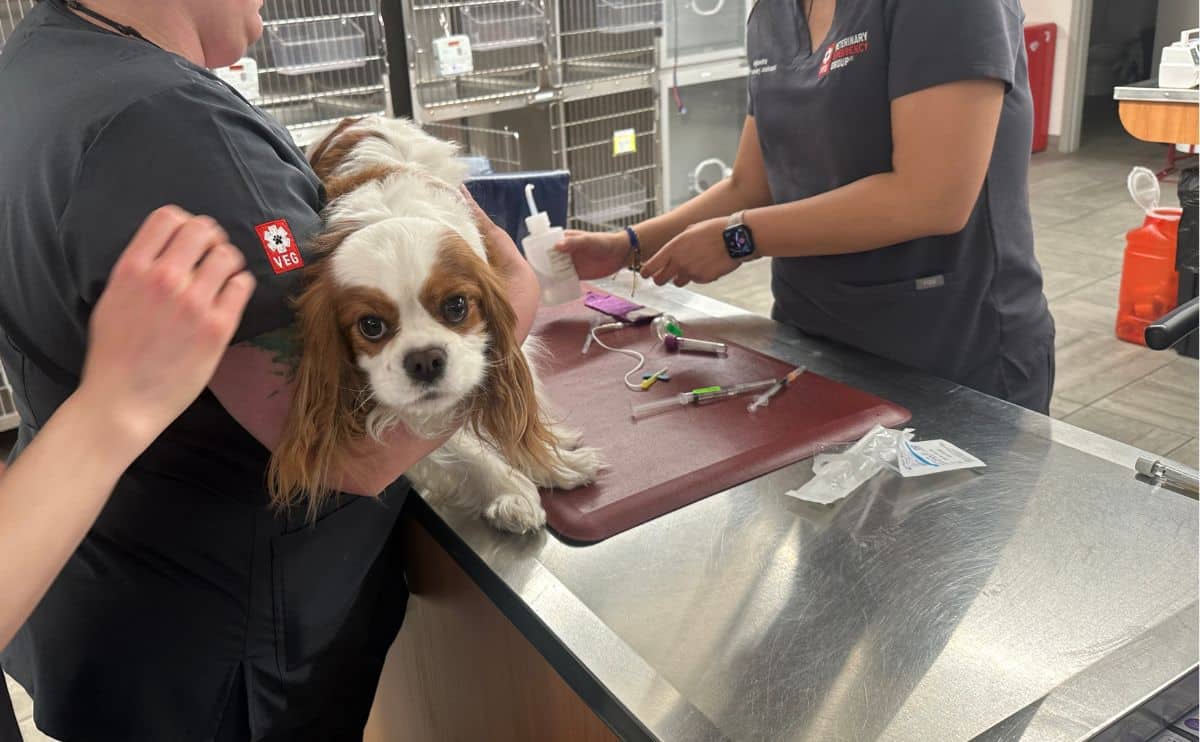 Cavalier dog at vet on exam table.