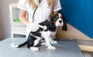 Cavalier King Charles Spaniel Health Problems: Symptoms & Diagnosis