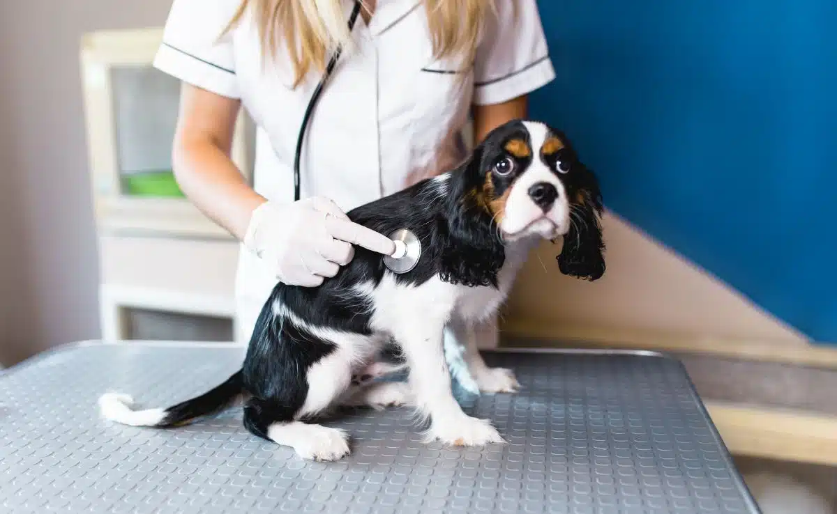 Cavalier King Charles Spaniel puppy at veterinary. Selective focus on hand.