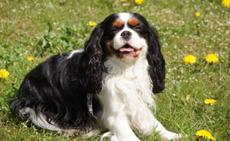 Cavalier King Charles Spaniel