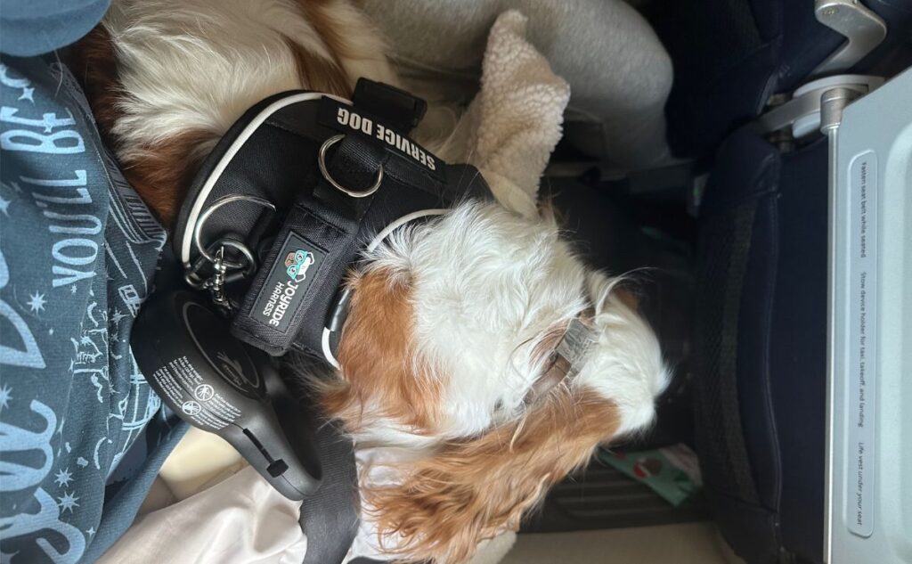 Cavalier sitting in lap of person sitting on a plane.