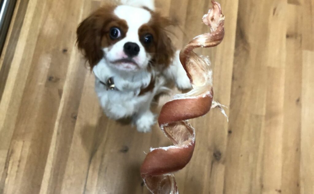 Cavalier with a bully stick.