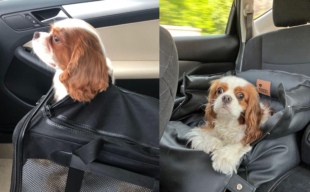 cavaliers in a dog carrier and car seat