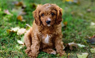 Cavapoo sitting in grass