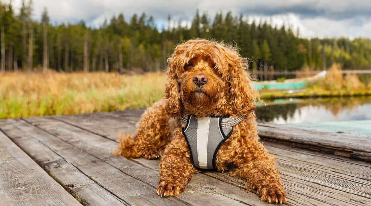 Cavapoo sitting on a dock