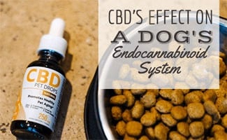 Do vets recommend CBD oil for dogs?