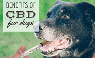 Dog getting CBD oil injected into mouth (caption: Benefits Of CBD For Dogs)