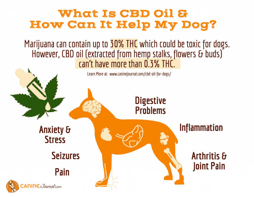 What Are The Benefits Of Cbd Oil And Treats For Dogs Caninejournal Com