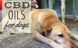 Dog with CBD oil (caption: CBD oils for dogs)