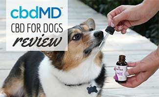 Dog with cbdMD oil (Caption: cbdMD Reviews)