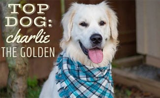 Charlie The Golden sitting in blue bandana