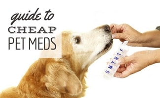 Golden being fed drugs by hand with pill box (caption: guide to cheap pet meds)