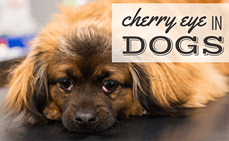 Small brown dog looking sad with cherry eye in both eyes (Caption: Cherry Eye in Dogs)