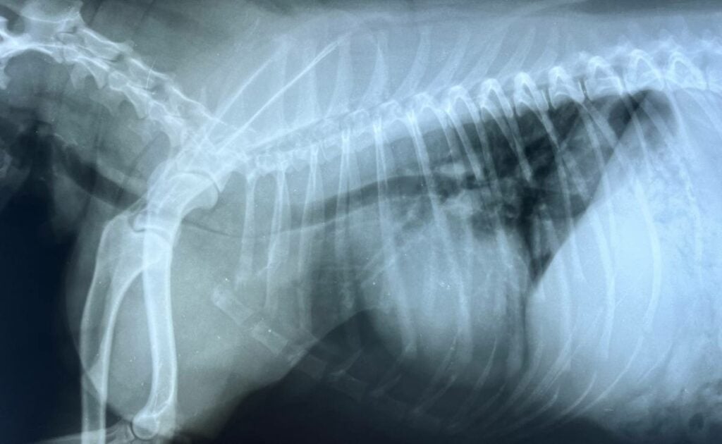 Chest x-ray film in a dog.