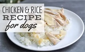 Chicken And Rice For Dogs: A Simple Homemade Recipe