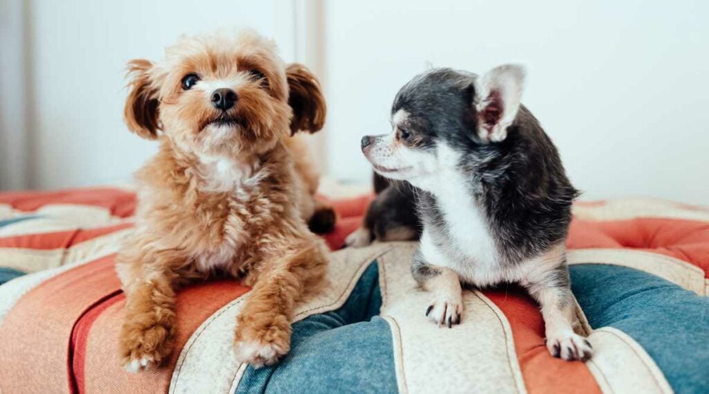 Chihuahua and Poodle sitting next to each other.