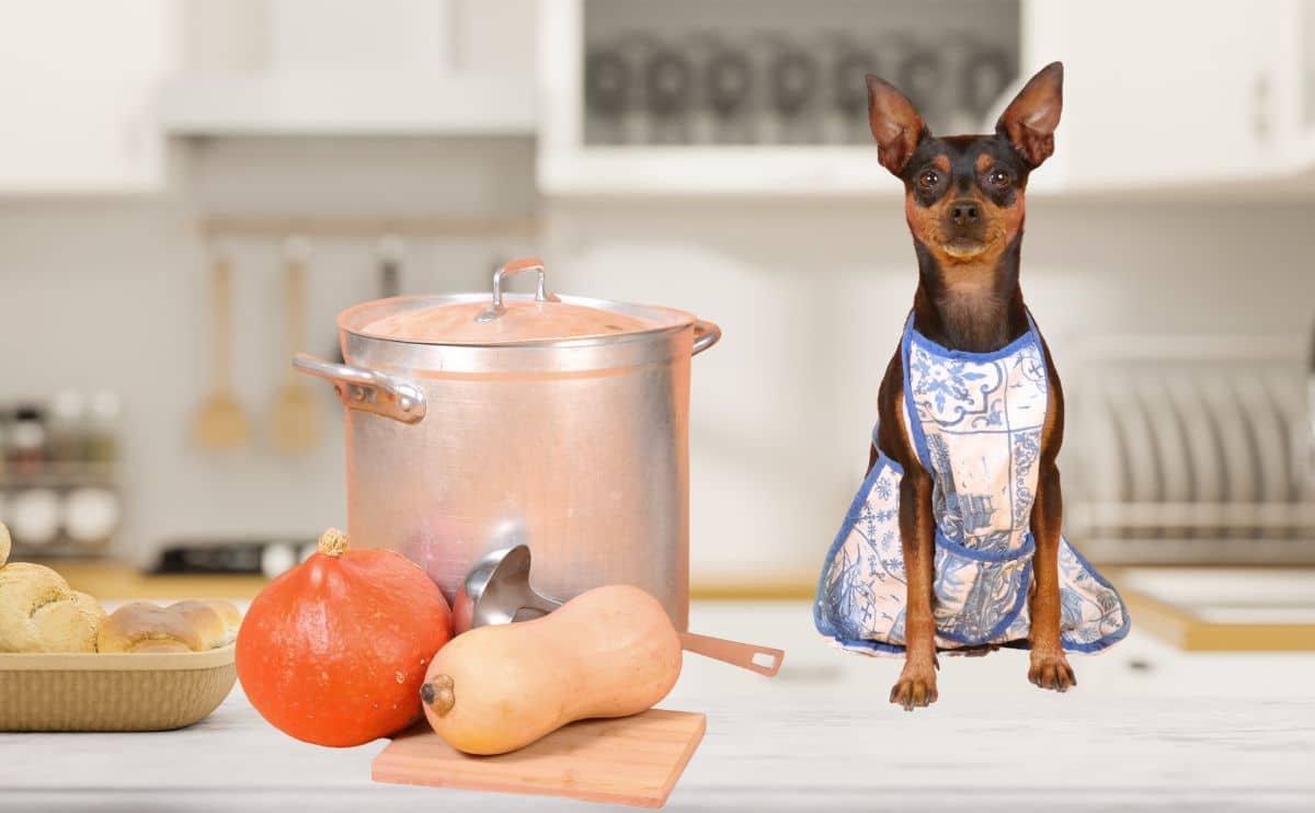 chihuahua dog wearing an apron sitting on kitchen counter with pot of food and veggies