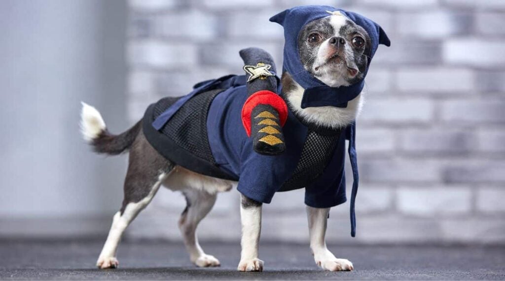chihuahua in a ninja suit