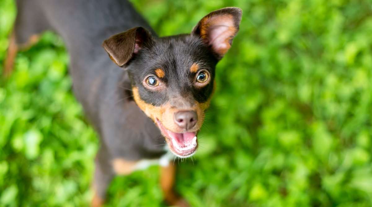 Chihuahua Miniature Pinscher mixed breed dog looking up at the camera with a happy expression.