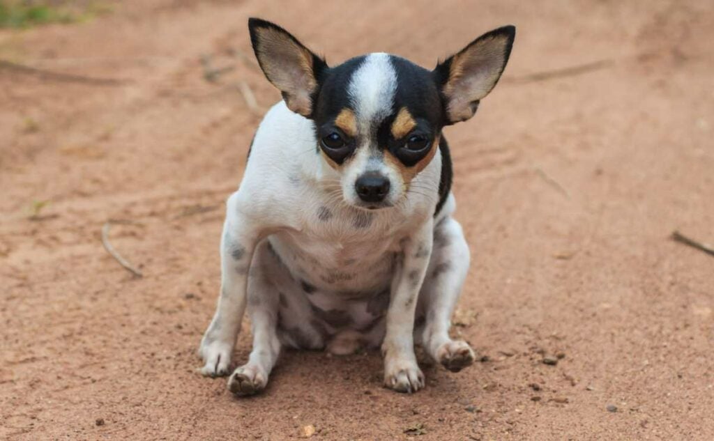 Chihuahua scooting butt on a dirt road.