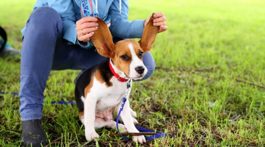 Child playing with a Beagle's ears